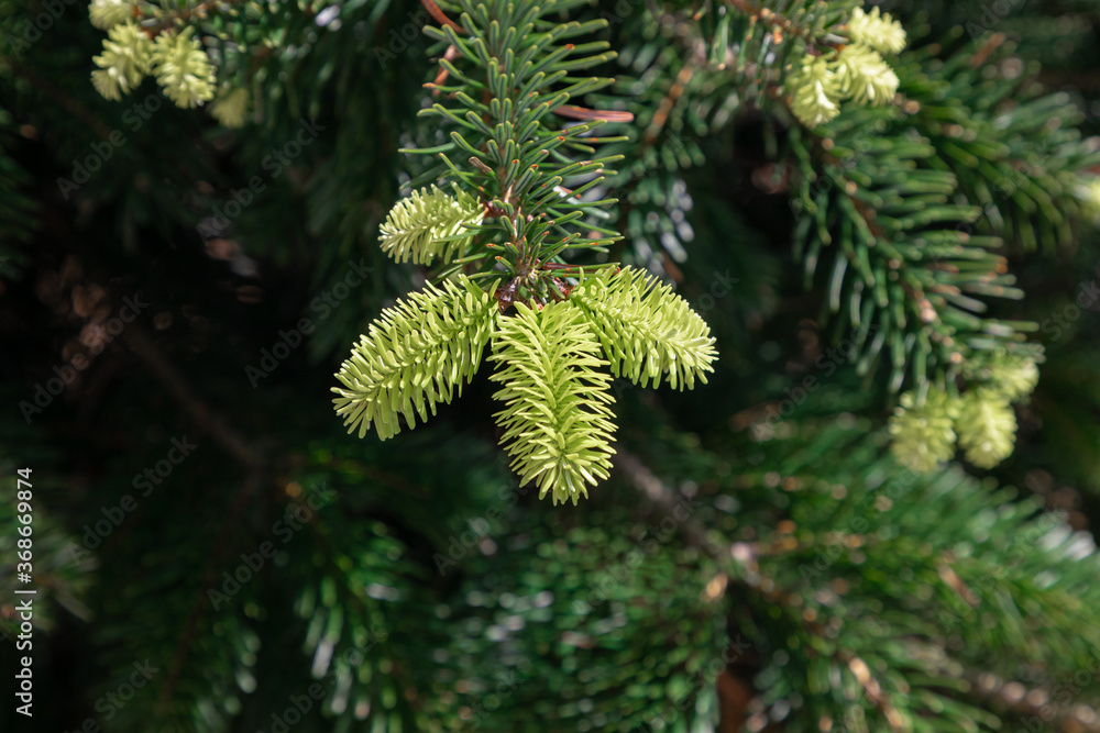 young shoots on the christmas tree young shoots on the christmas tree