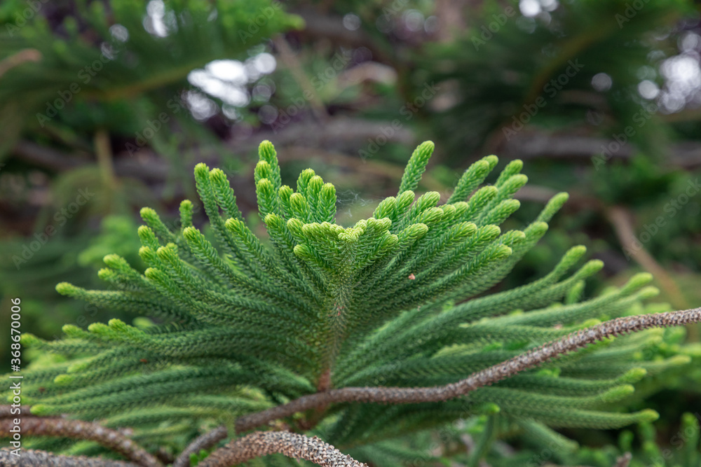 long branches of Araucaria cunninghamii long branches of Araucaria cunninghamii