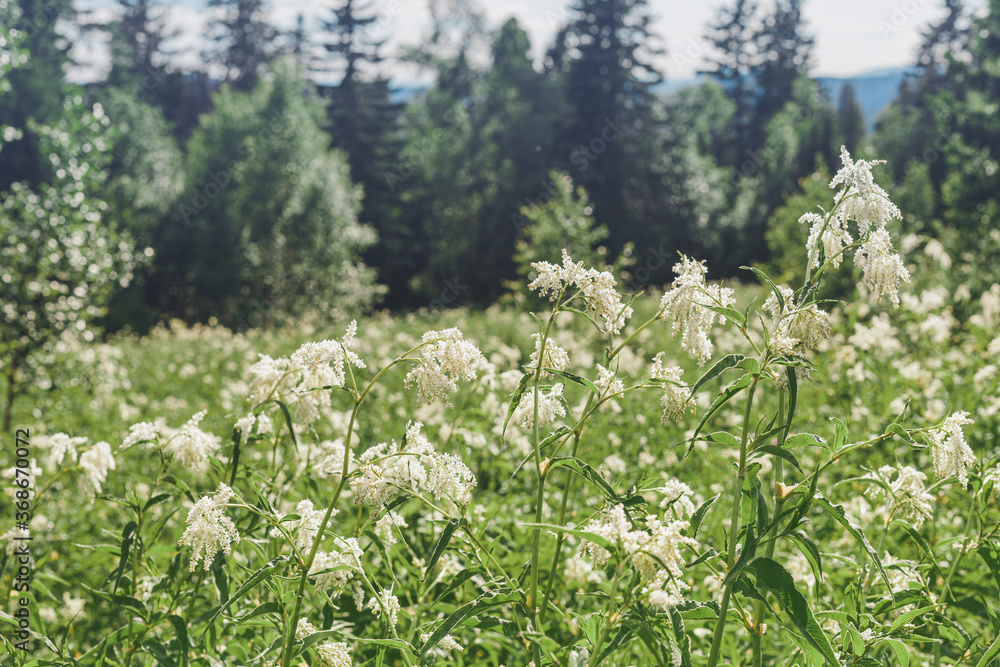 Meadowsweet flowers grow in a wild meadow on a hill. A valuable medicinal plant and herbal concept
