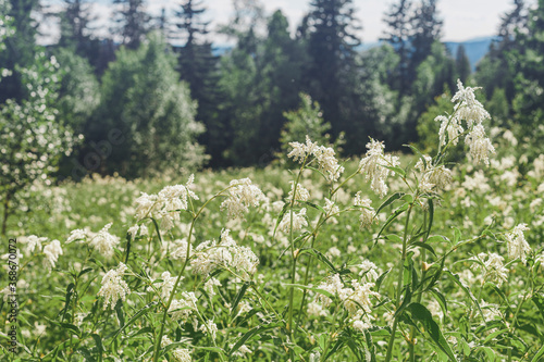 Meadowsweet flowers grow in a wild meadow on a hill. A valuable medicinal plant and herbal concept © EdNurg