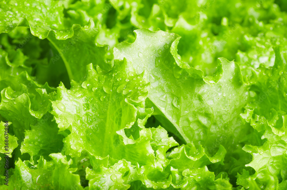 wet Leaves of green salad closeup texture background wet Leaves of green salad closeup texture background
