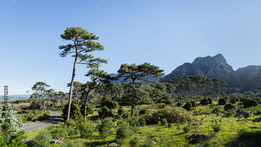 Pines on Mountain Slope