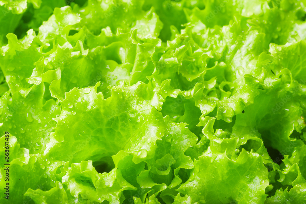 wet Leaves of green salad closeup texture background wet Leaves of green salad closeup texture background