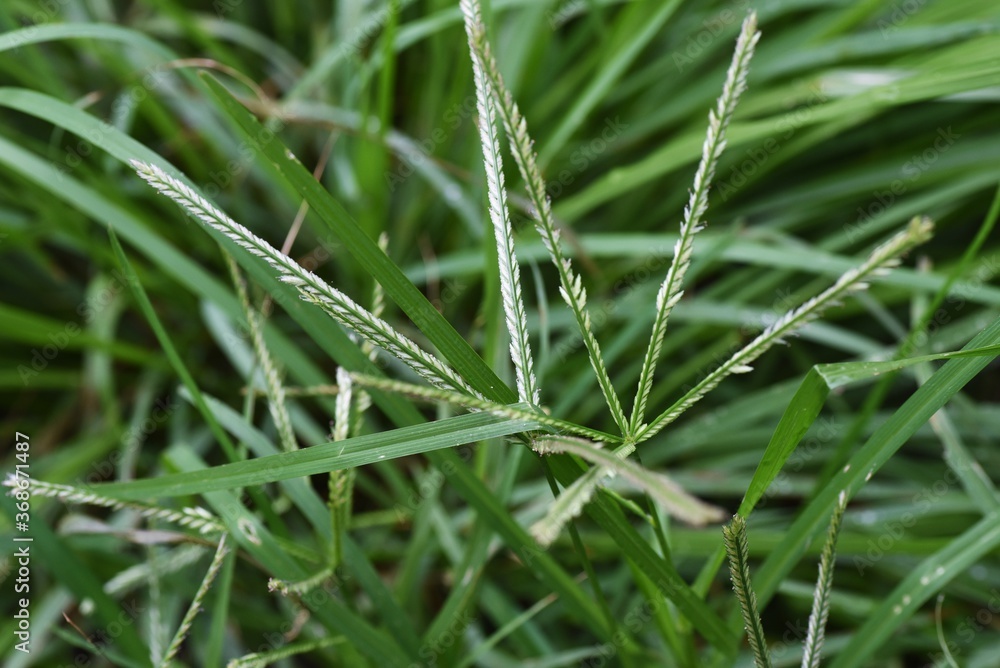 Indian goosegrass is a Poaceae weed. Indian goosegrass is a Poaceae weed.