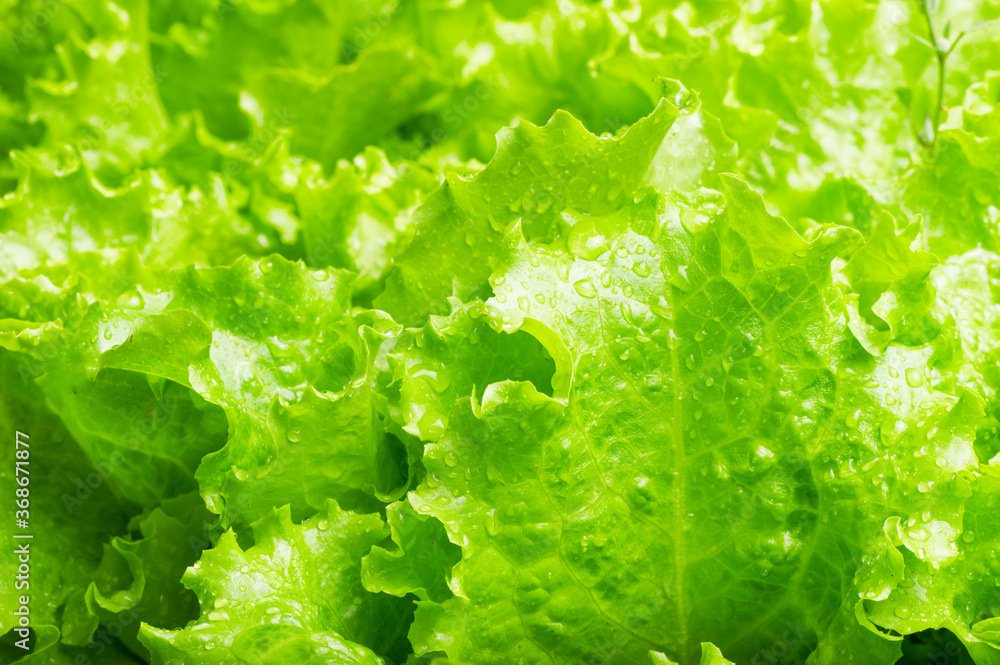 wet Leaves of green salad closeup texture background wet Leaves of green salad closeup texture background
