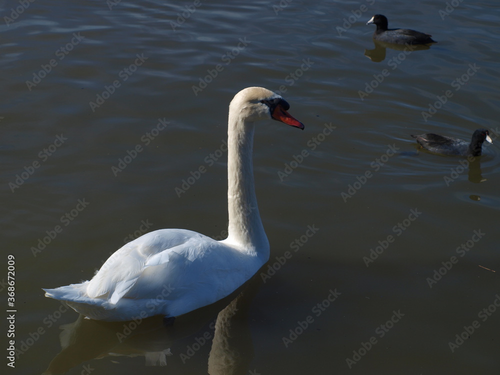 A single mute swan swims leisurely among a group of American Coots, or most commonly known as a mud hen. A single mute swan swims leisurely among a group of American Coots, or most commonly known as a mud hen.