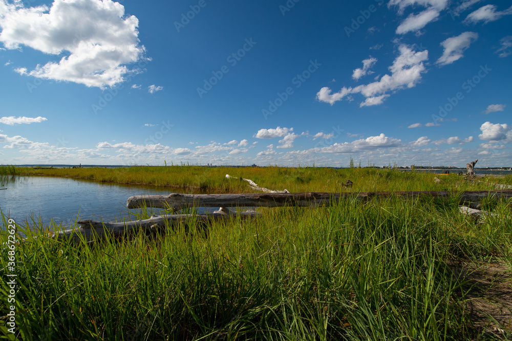Landscape by the lake with green grass and logs