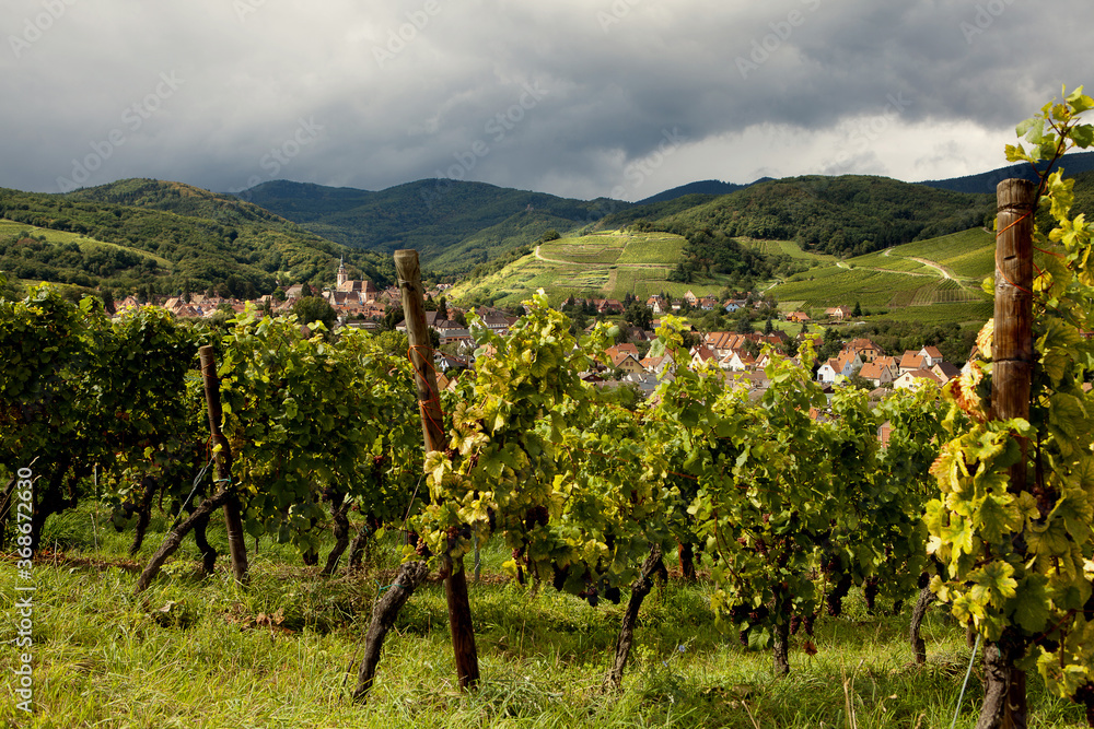 Fototapeta premium Andlau wine village Alsace