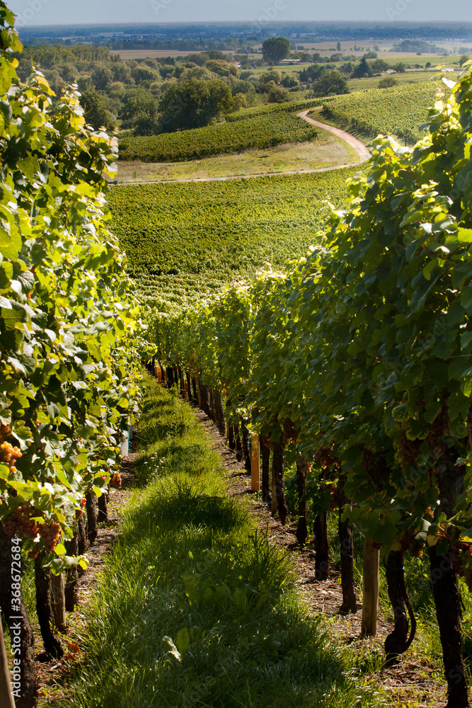 Wine route in Alsace