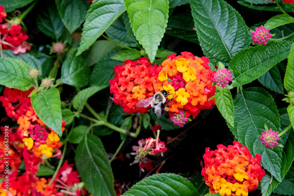 Asclepias de Curaçao