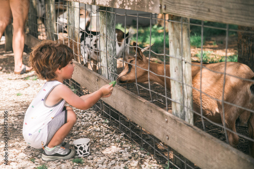 feeding animals in petting zoo 