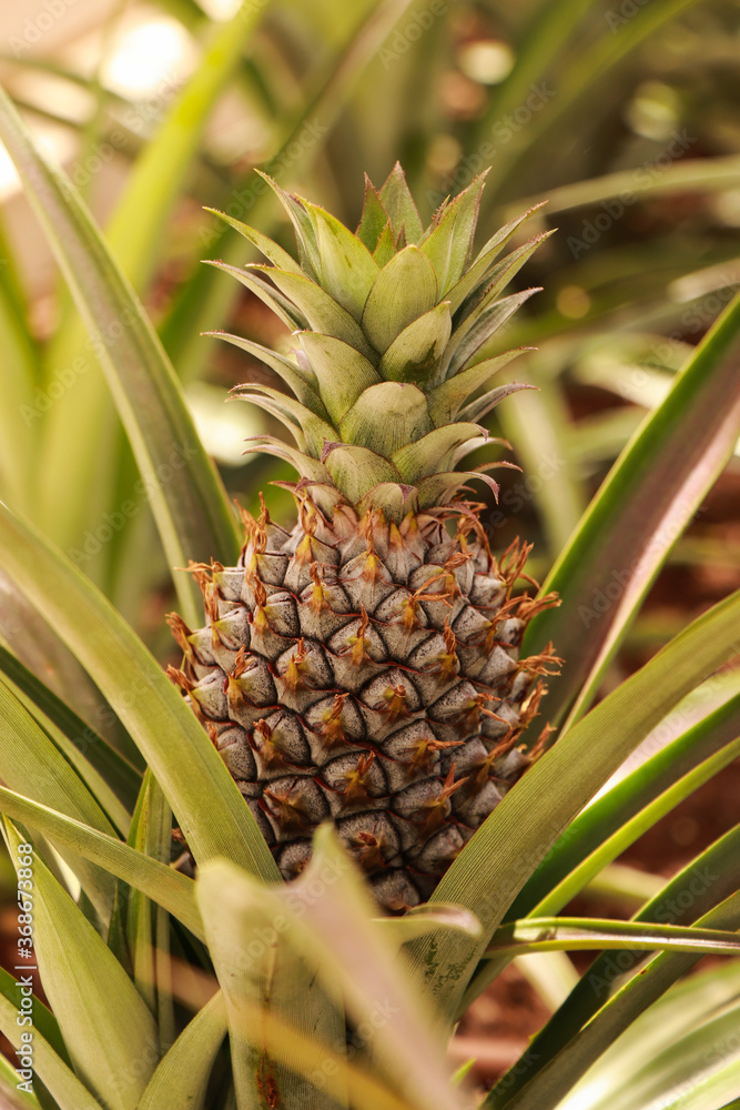 Pineapples fruit raw ,organic nutrition farm plant Pineapples fruit raw ,organic nutrition farm plant