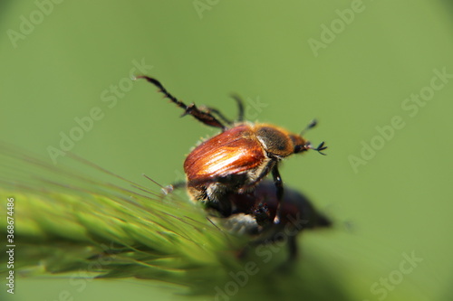 mating anisoplia beetles © Burak