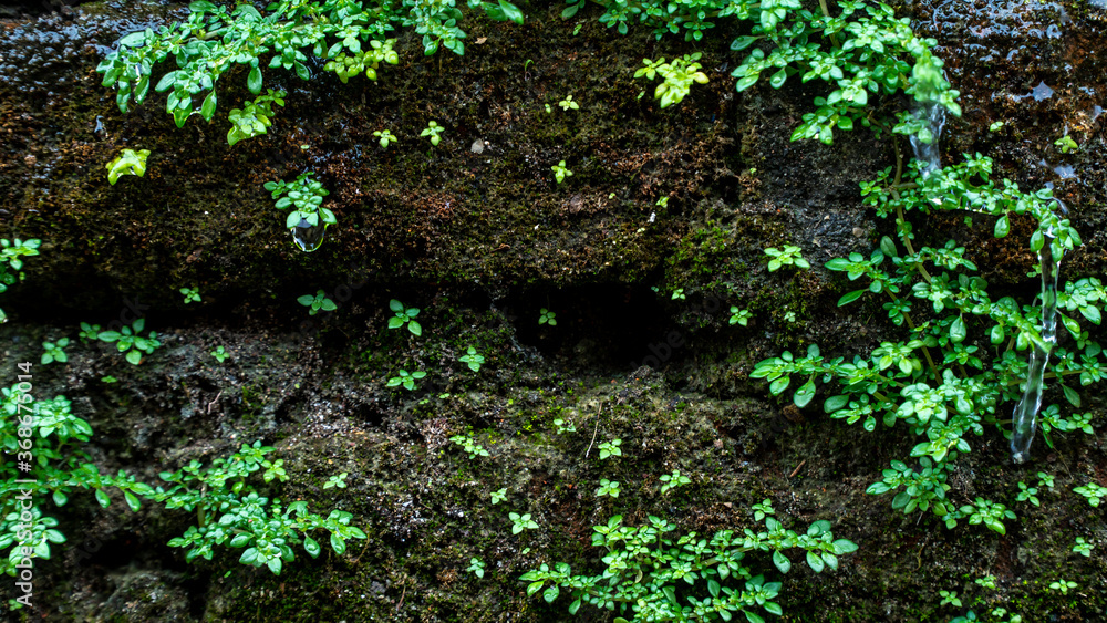 Ancient red brick wall with moss or bryophyte as a background Ancient red brick wall with moss or bryophyte as a background