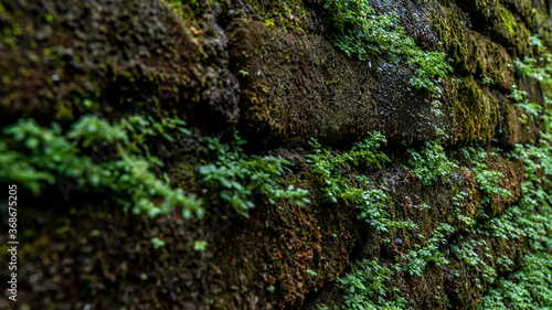 Ancient red brick wall with moss or bryophyte as a background