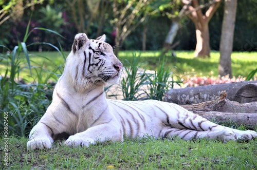 Fototapeta Naklejka Na Ścianę i Meble -  white tiger in the zoo