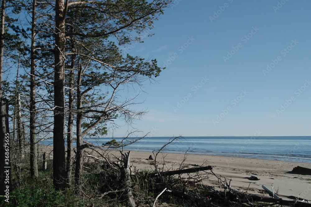sandy beach and pine forest near the White sea sandy beach and pine forest near the White sea