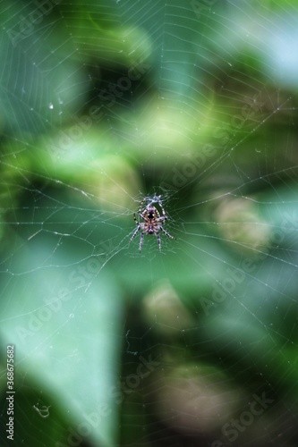 Spider Building the web 