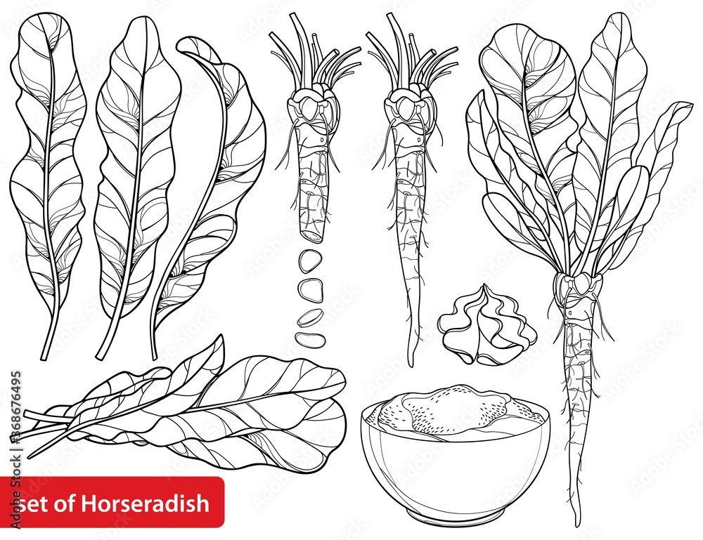 © bokasana - Set of outline Horseradish plant with leaf, root and chrain sauce in black isolated on white background.