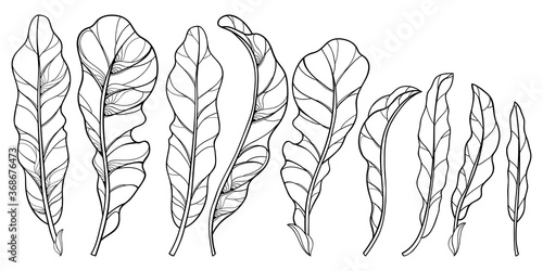 Set of outline Horseradish ornate leaf in black isolated on white background. 