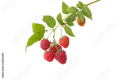 Sprigs of raspberries isolated on white