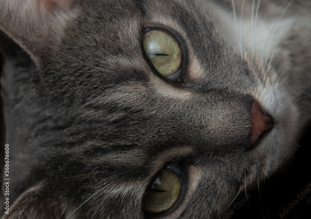 Naklejka Grey cat closeup portrait