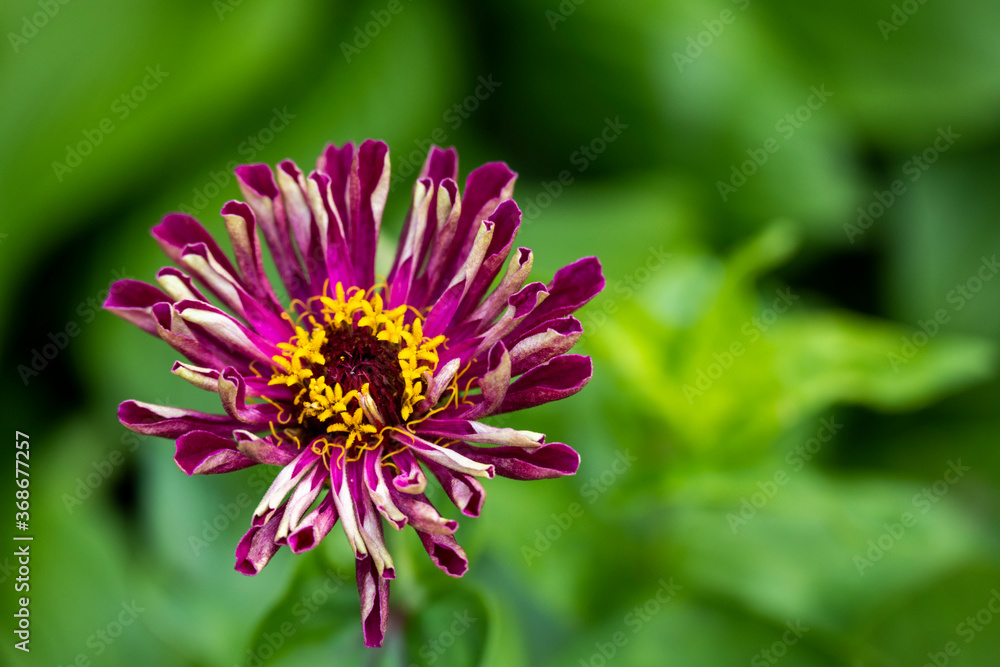 beautiful wildflowers on a green background with insects beautiful wildflowers on a green background with insects