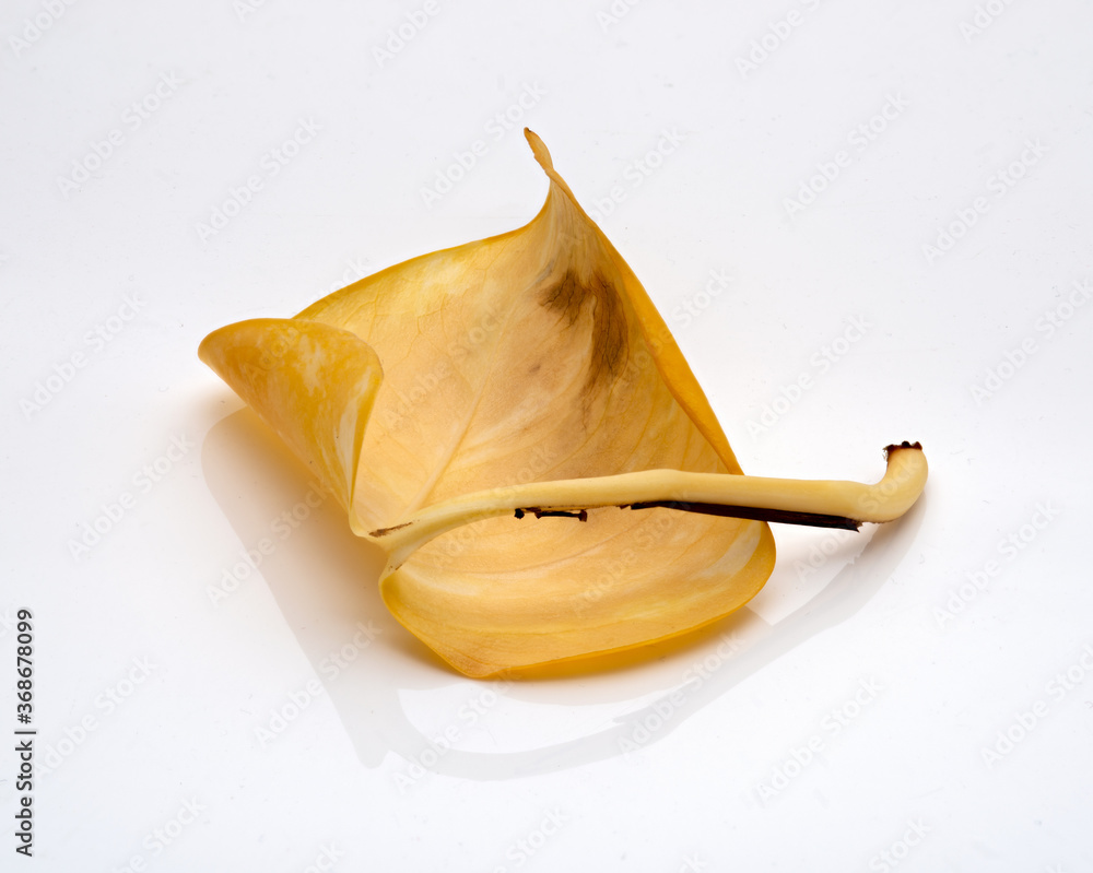 Naklejka premium leaf
