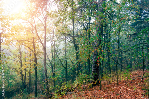 Beautiful morning in the misty autumn forest with sunrise.