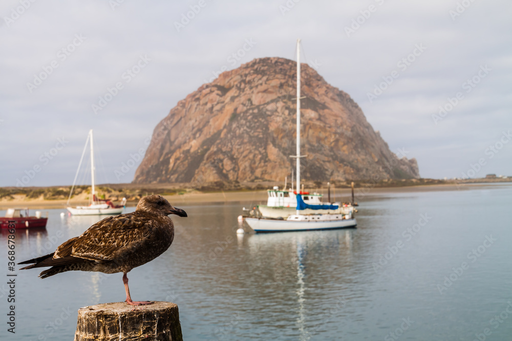 Obraz premium Herring Gull (Larus argentatus) With Morro Rock in the Distance,Morro Bay, California, USA