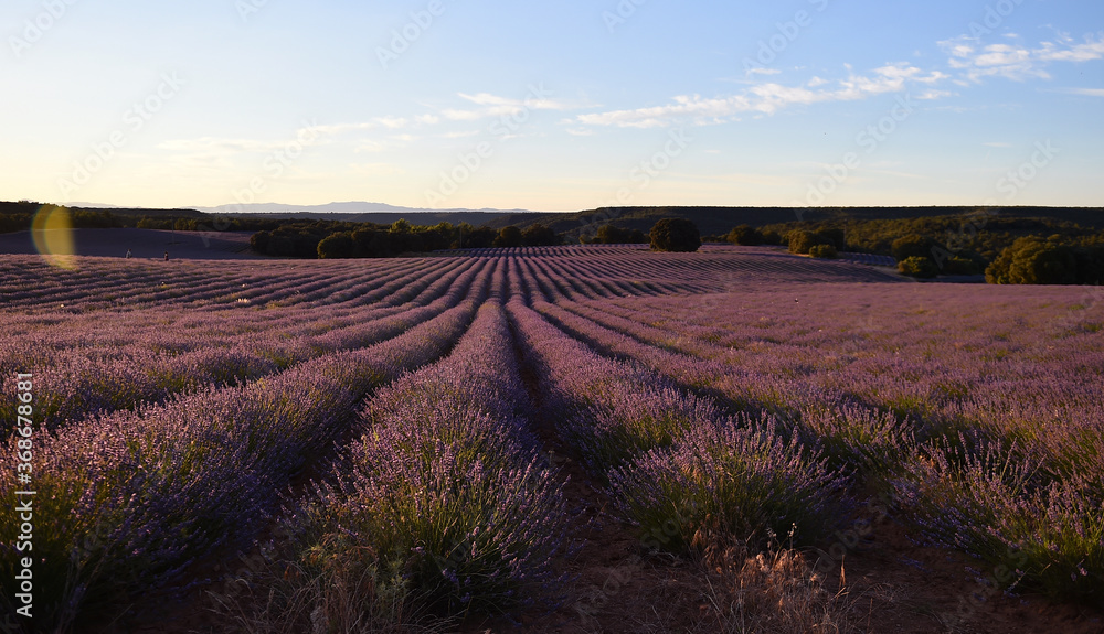 un precioso campo de lavanda un precioso campo de lavanda