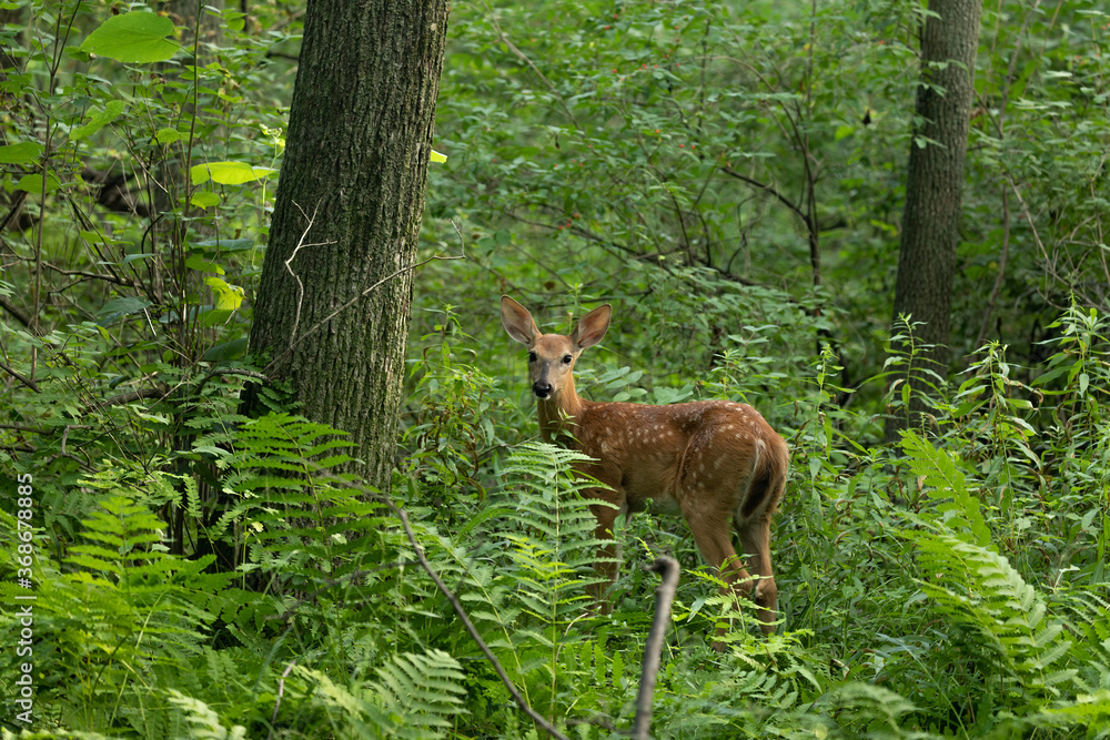 Young white tailed deer, fawn in the summer forest Young white tailed deer, fawn in the summer forest