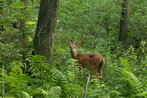 Young white tailed deer, fawn in the summer forest