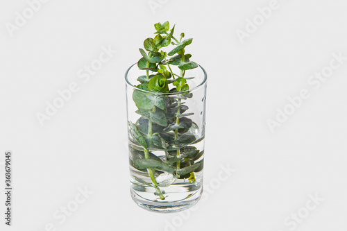 Green leaves in a glass filled with water. Eucalyptus in a clear glass with water. Clipping mask included. 