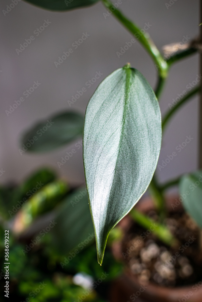Philodendron silver sword (philodendron hastatum) houseplant in a terracotta pot on a dark background. Close-up on a plant with silvery shiny foliage.