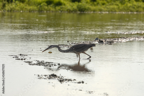 Great blue heron on the hunt