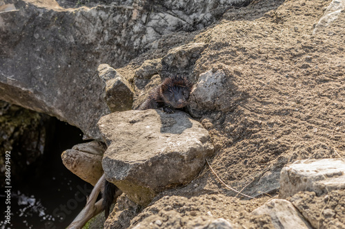 The American mink between the stones on the lake embankment