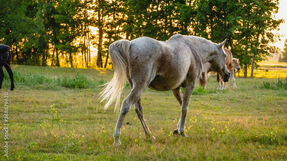 Fototapeta premium Horses grazing on summer meadow at sunset.