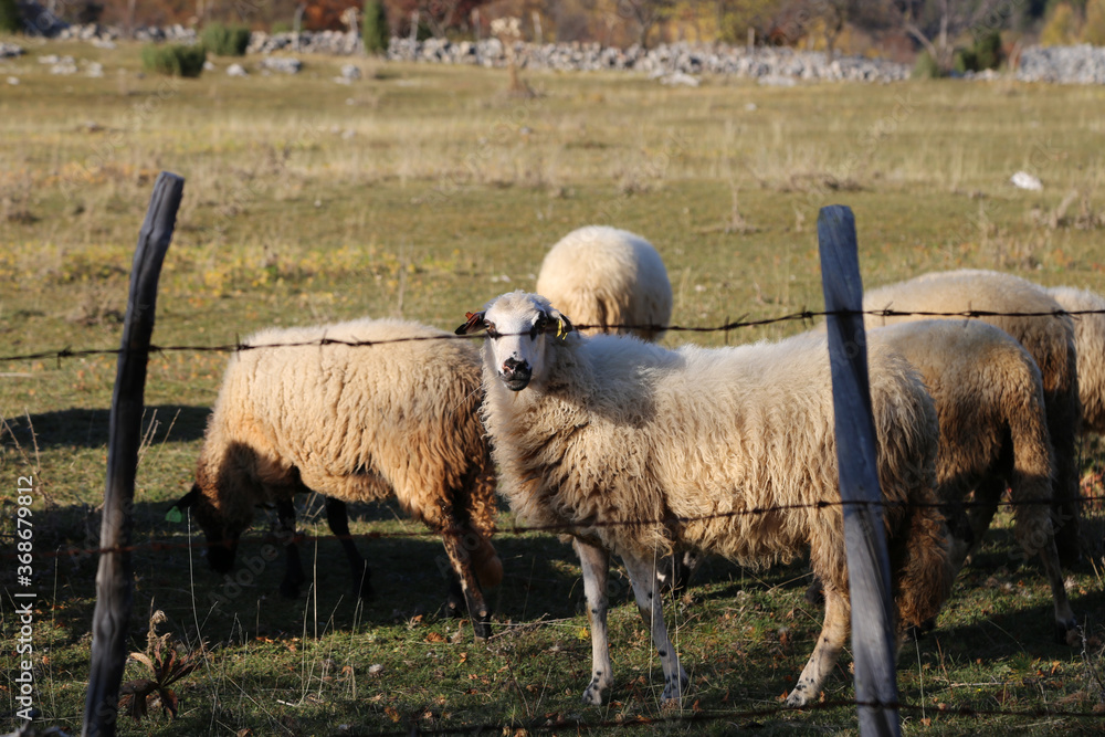 Obraz premium sheep in the field
