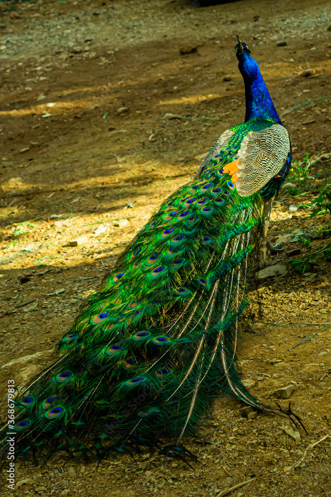 Obraz premium Beautiful Indian male peacock bird showing his colorful long feather tail. View from the backside.