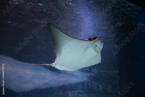 cownose ray swimming in the water, fish underwater in the aquarium