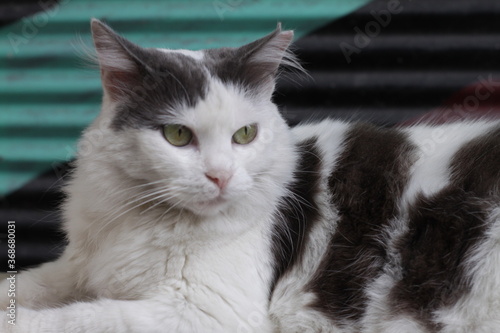 Cat Portrait