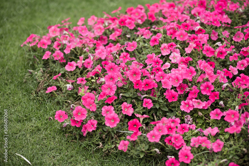 pink flowers in a garden