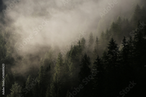 fog in the forest © Nedim