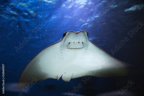 cownose ray swimming in the water,   fish underwater in the aquarium © IvSky