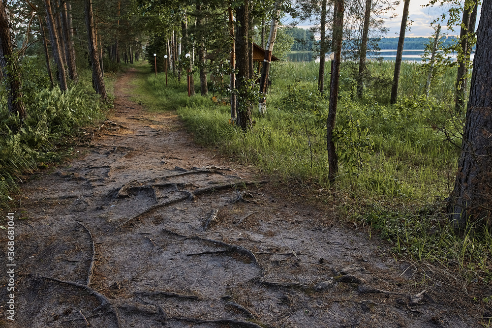 roots on the path in forest countryside roots on the path in forest countryside