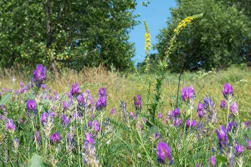 Multicolored wildflowers close-up. Salvia pratensis. Floral texture. Travel by Ukraine.