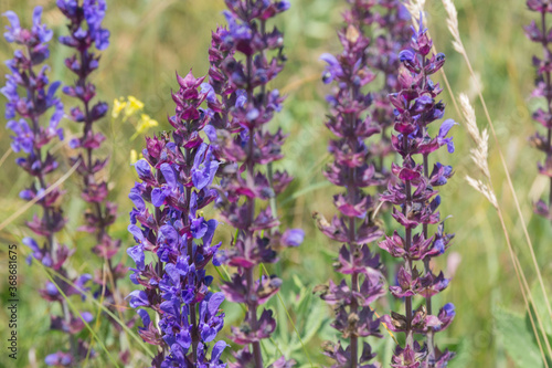Multicolored wildflowers close-up. Salvia pratensis. Floral texture. Travel by Ukraine.