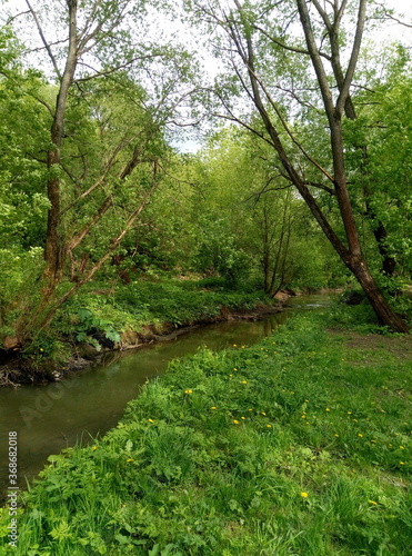 Slika na platnu Green stream in the forest