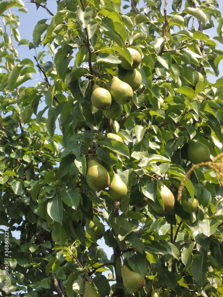 Pears growing on a branch in the middle of green foliage in the garden.